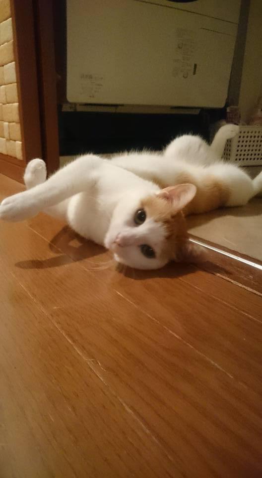 #ねこの日