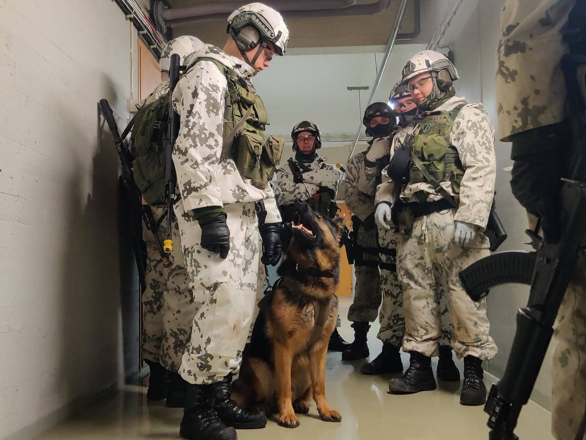 KainuunPR's tweet image. Varuskuntaamme on soluttautunut vaarallisentuntuisia hahmoja ja #sotilaspoliisilla on tarve käyttää apunaan myös koirapartiota. Käynnissä oleva  valmistava #spol-harjoitus sisältää etsintää ja kiinniottoa erilaisissa olosuhteissa.

#kaipr #maavoimat #psvp #skos #k9 #inttiarki