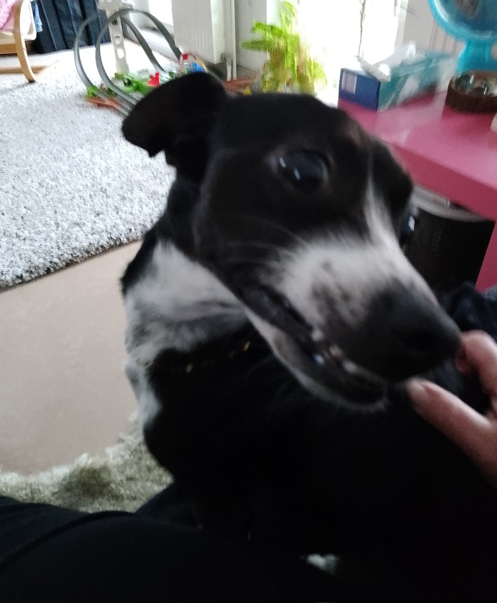 mamipirat's tweet photo. Mein #Hündchen #grinst beim durch - kraulen ❤️🤭 https://t.co/54YrKVLgXh