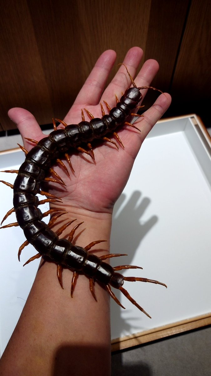 MarcusC68092291's tweet photo. @BugsLife3939 It's really amazing!!
I had this species before,but in the end she only grow up to 28cm...the following picture is the specimen of her.
I really want to raise this species again! https://t.co/0NFa9wBuqN