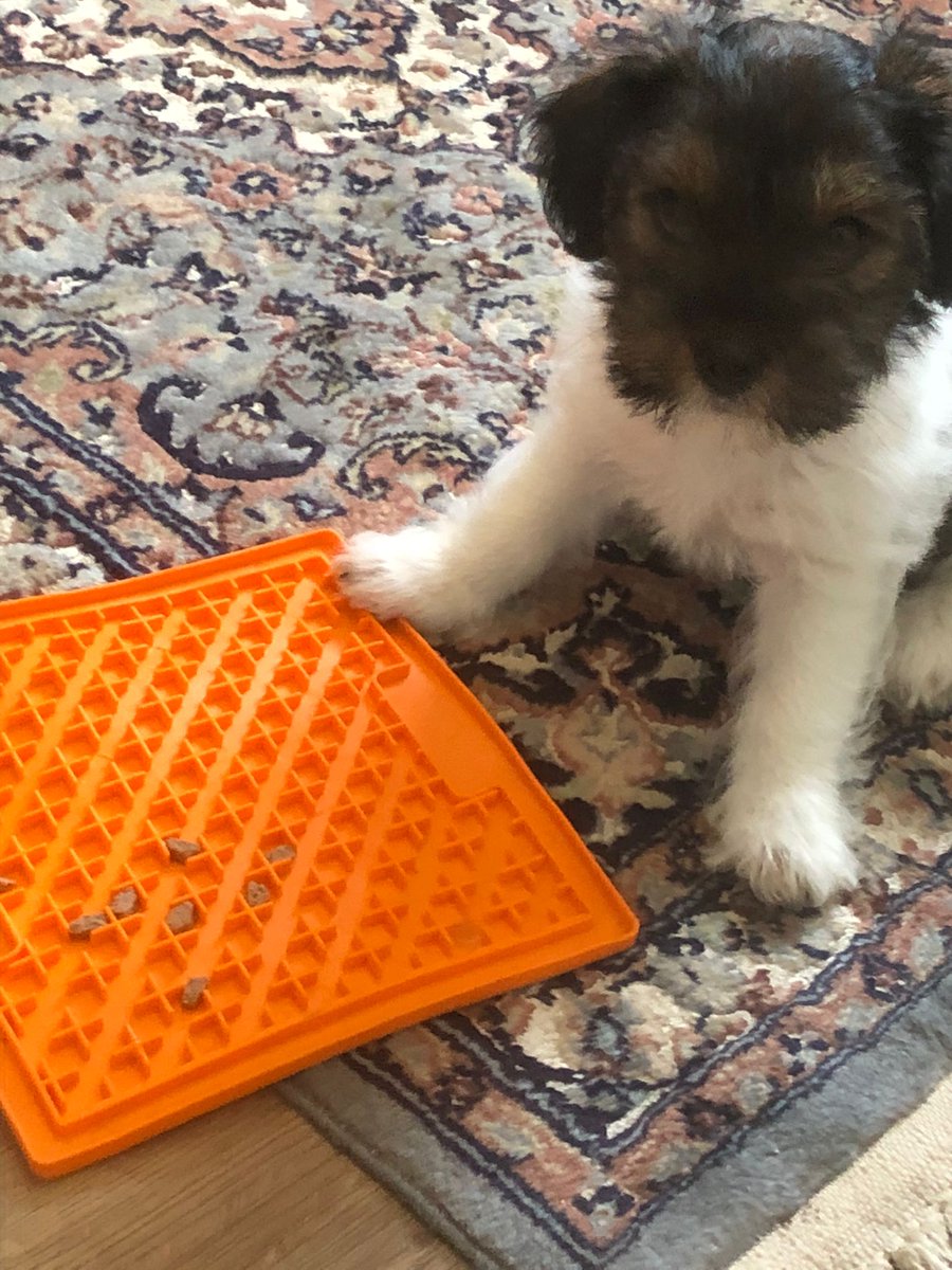 Cheering up this grey Thursday meet the littlest new member of our team! Tarka may be accompanying our Community Buildings Advisor, Kate, on her audits to dog-friendly #villagehalls in #Berkshire soon (once trained!)