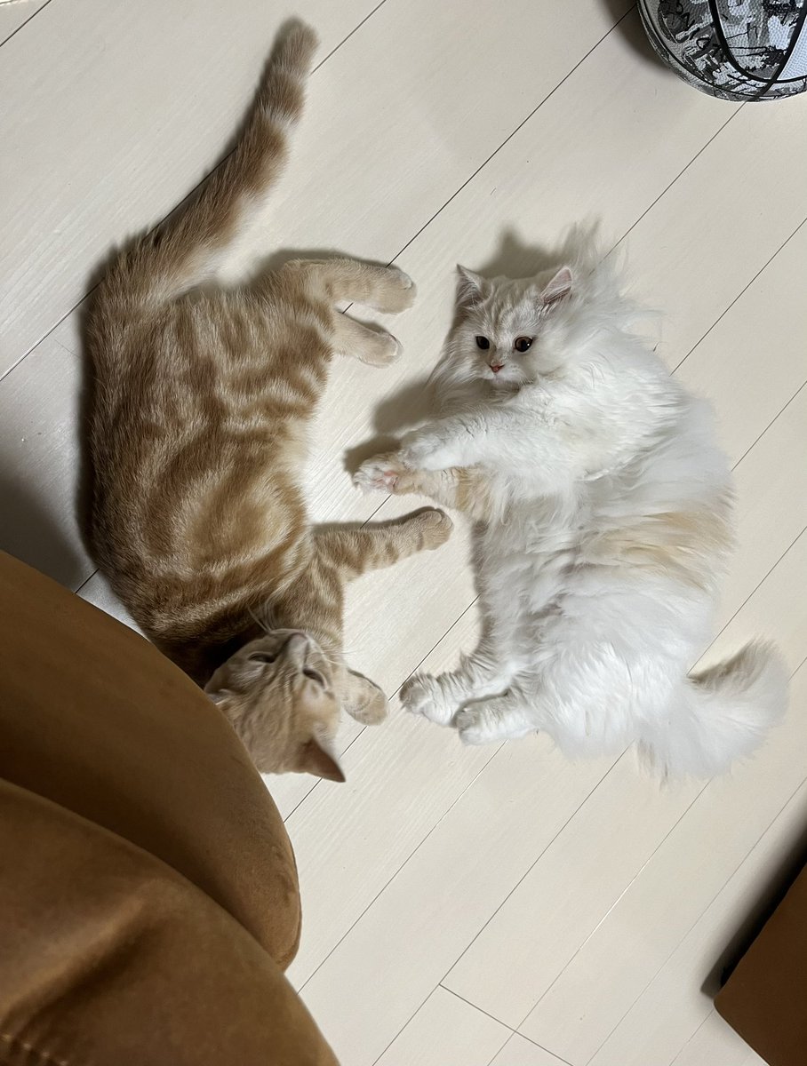 moca_tan109's tweet photo. 猫の日🐱
２匹でごろん

きなこの方が大きいね

#猫  #猫好きさんと繋がりたい #猫写真 #猫のいる生活 #cat #スコティッシュ https://t.co/j71pGNuYZ3