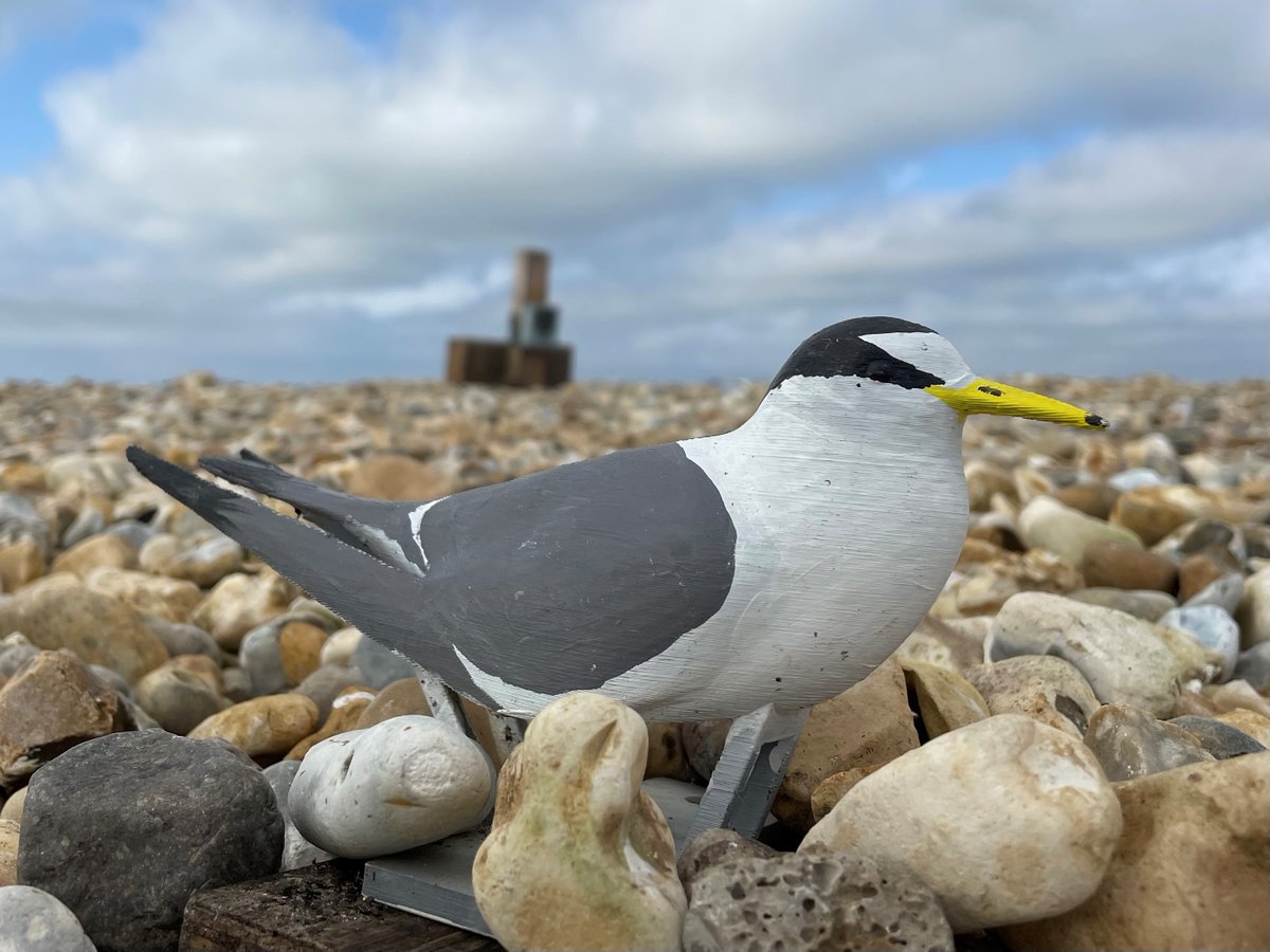 🌟ICYMI - Fake Terns and seabird habitat restoration🌟

You can find out more about our Return of the Tern project to help these special seabirds, and listen to the BBC World Service Podcast here 👇

conservancy.co.uk/nature-recover…
