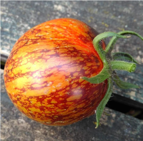 WE WANT YOU!
For our blight-resistant outdoor tomato trial 🍅

We're working with top tomato breeder Simon Crawford to trial and bulk up two lines of outdoor tomatoes bred for blight resistance and flavour.

More here: seedsovereignty.info/outdoor-blight…