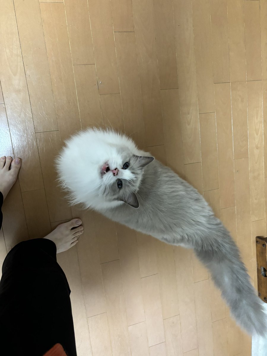 komainu18's tweet photo. にゃんにゃんにゃーーーん https://t.co/to1sp7XyU2