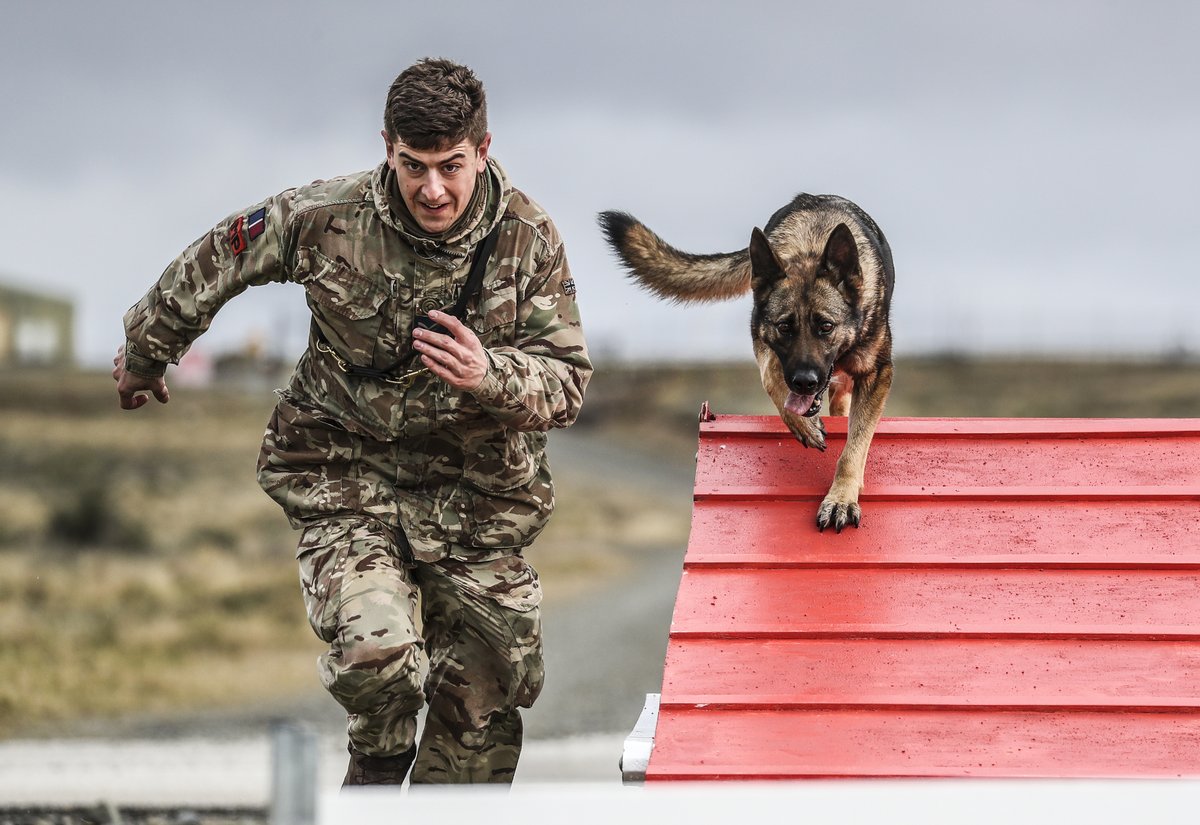 As part of the RAF Police you could have dog handling duties including protection and detection dogs. Join as a regular or reserve: bit.ly/41WTqig