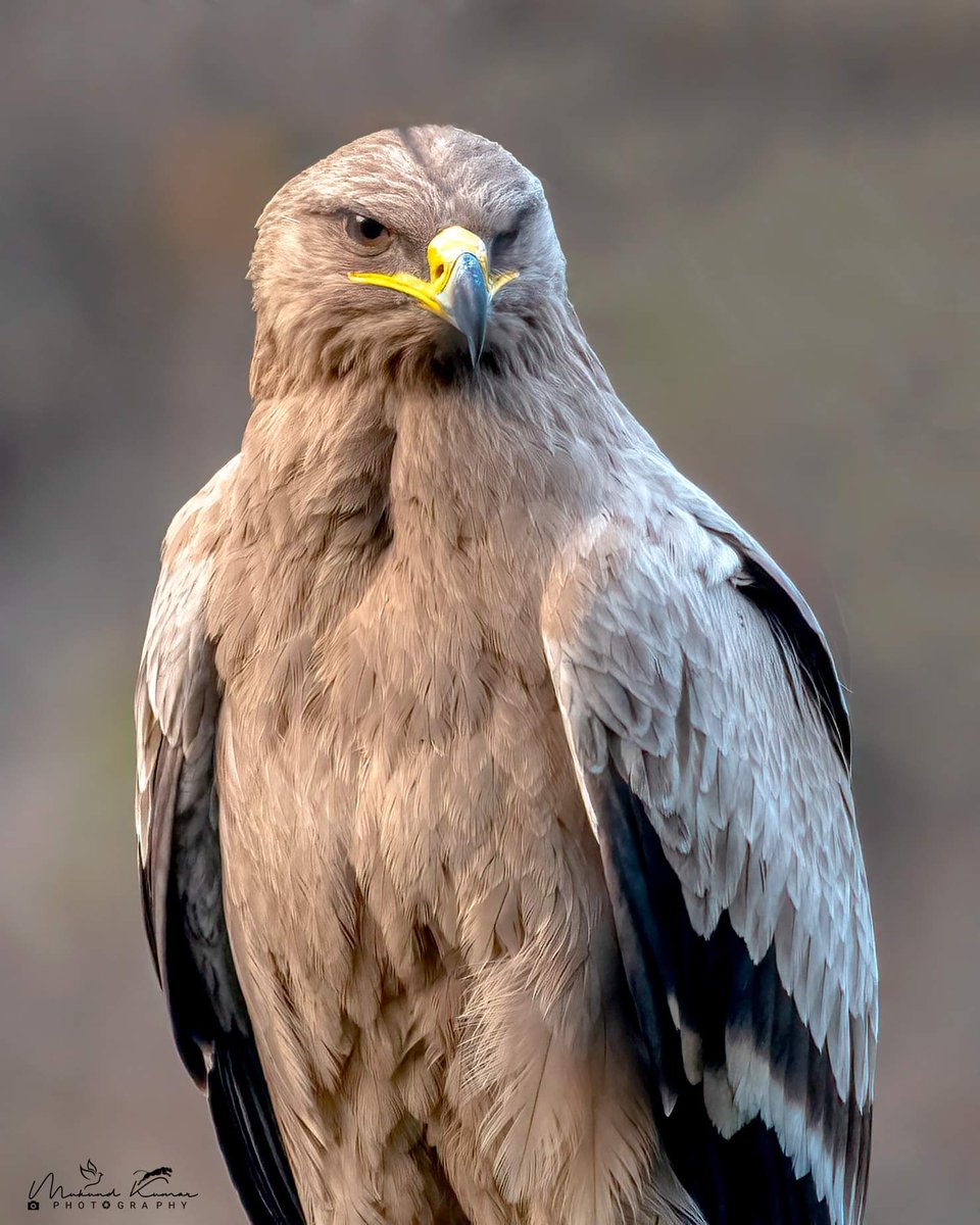 Steppe eagle UK - Feb 2024 #BirdsOfTwitter #NaturePhotography #IndiAves #TwitterNatureCommunity #birds #birdwatching