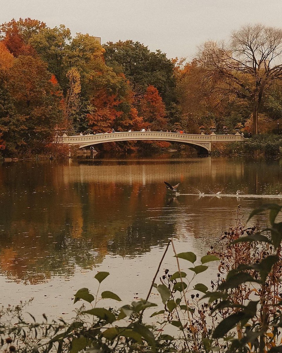 Autumn in New York 🤎 Central Park
By: gisforgeorgina