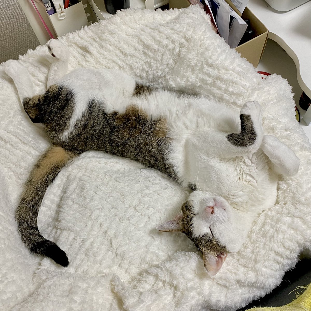 #猫の日 
まんまるねこ&amp;のびのびねこ