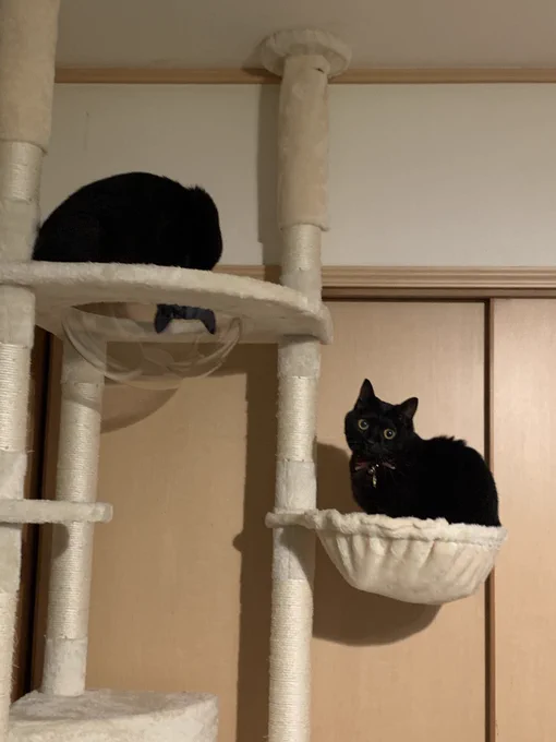 猫の日再掲ついでにうちの子も 