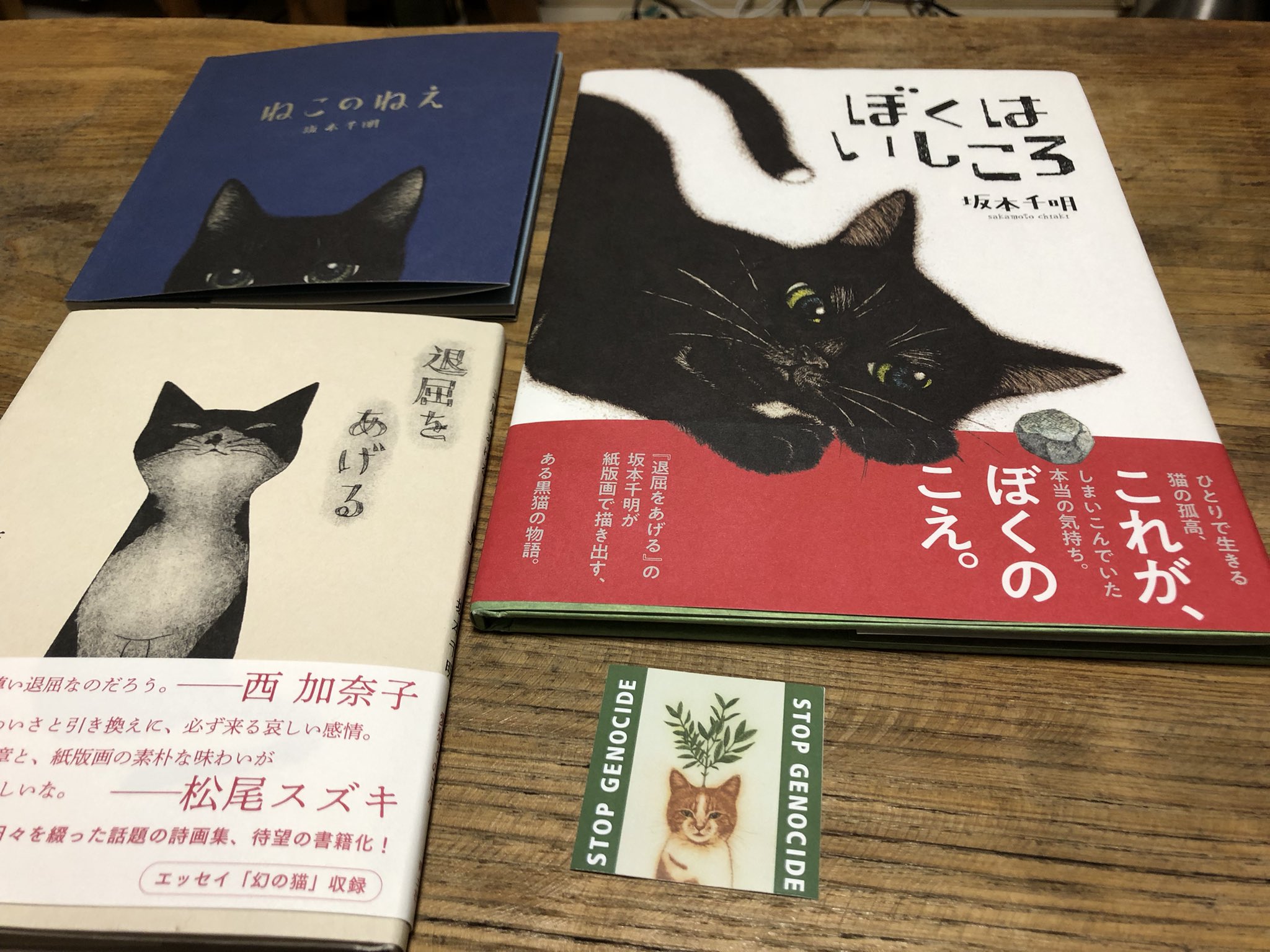 木陰の猫 木陰のアブリコースちゃん マヌルネコ 那須どうぶつ王国 2025年7