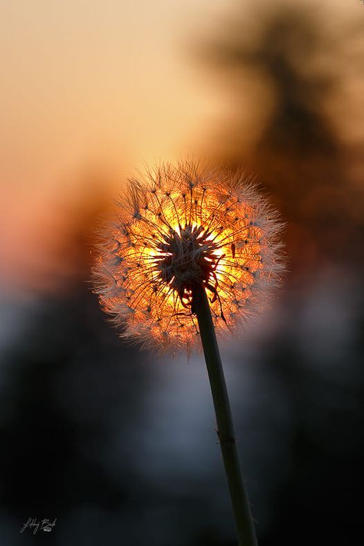 PathfindersComm's tweet image. In the Beginning God created the heavens and the earth. Gem 1:1