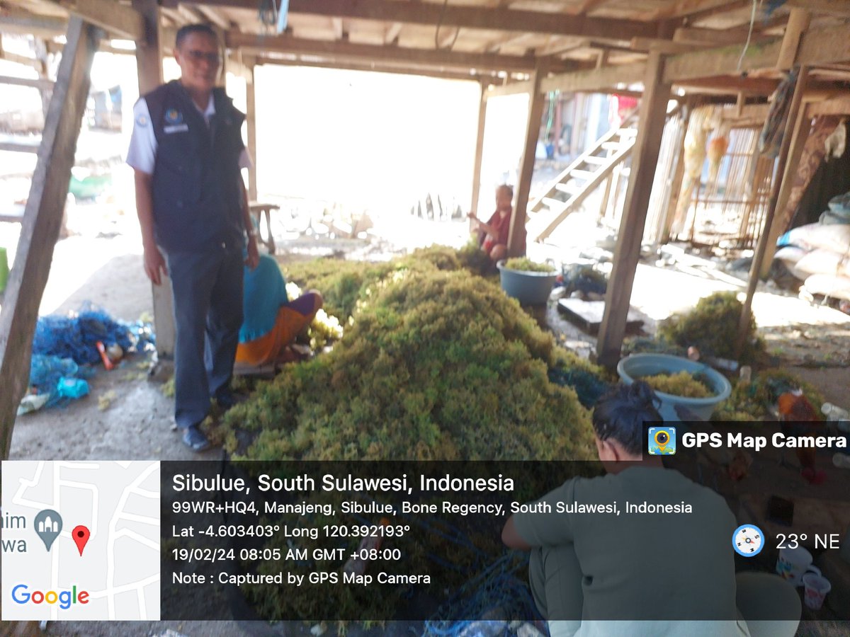 MSyafruddin15's tweet photo. Kamis(22/2/2024), M. Syafruddin, Luhkan Kab. Bone, Samsu alam,Anto anggota
di Pokdakan Pakkamase Ds Manajeng, mendampingi Panen 
Rumput laut, long line, sebanyak 800 kg, 
Perairan laut  6000 m2, bobot panen 1000 gr, harga 17000/kg

#GiatLuhkanSatminkalMaros #Bone#Panen https://t.co/iLUeDwnNGf