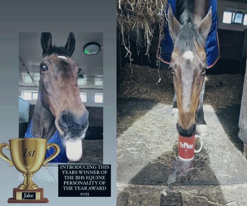 Typhoo Tea (@typhoo_tea) on Twitter photo All of the team at Typhoo Tea are saddened to learn that our favourite horse, Jake, has passed away last week. We send our deepest condolences to the team at Merseyside Police Mounted Section. RIP Jake 💔 All of the team at Typhoo Tea are saddened to learn that our favourite horse, Jake, has passed away last week. We send our deepest condolences to the team at Merseyside Police Mounted Section. RIP Jake 💔
