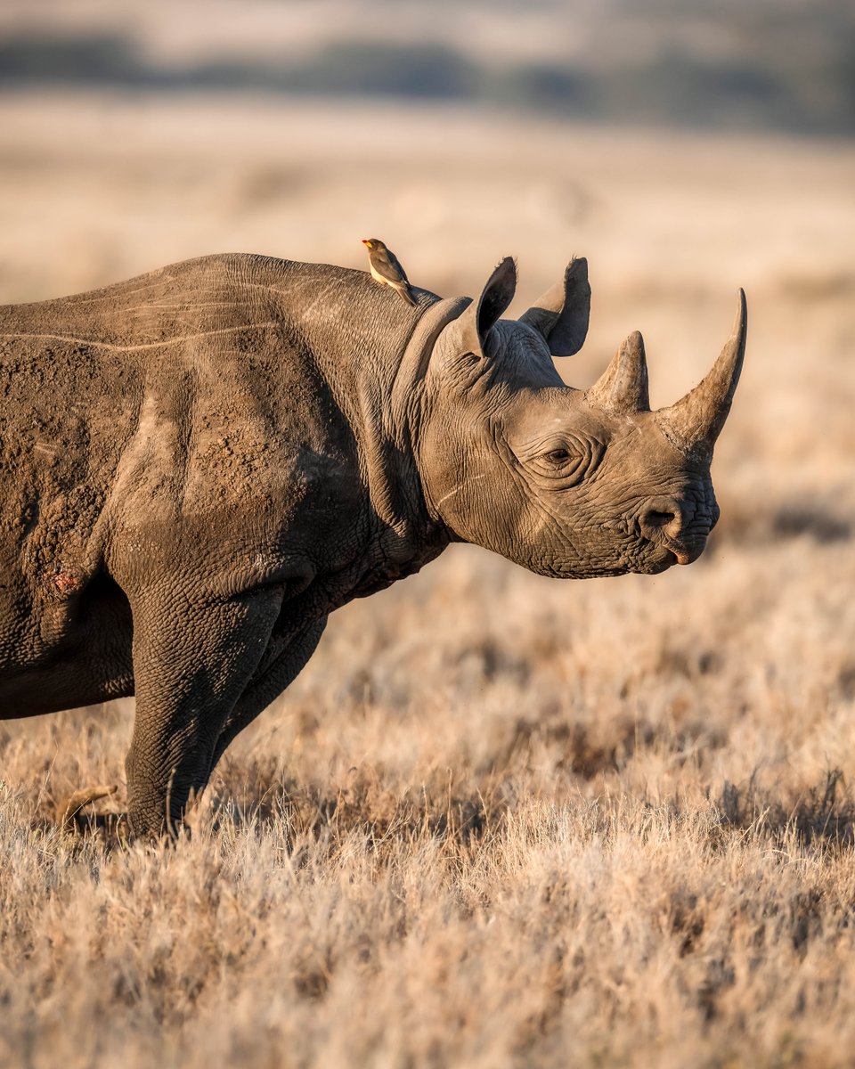 Black or White Rhino??

Let's engage in the comments.

#Rhino #EncounterElewana #LewaSafariCamp