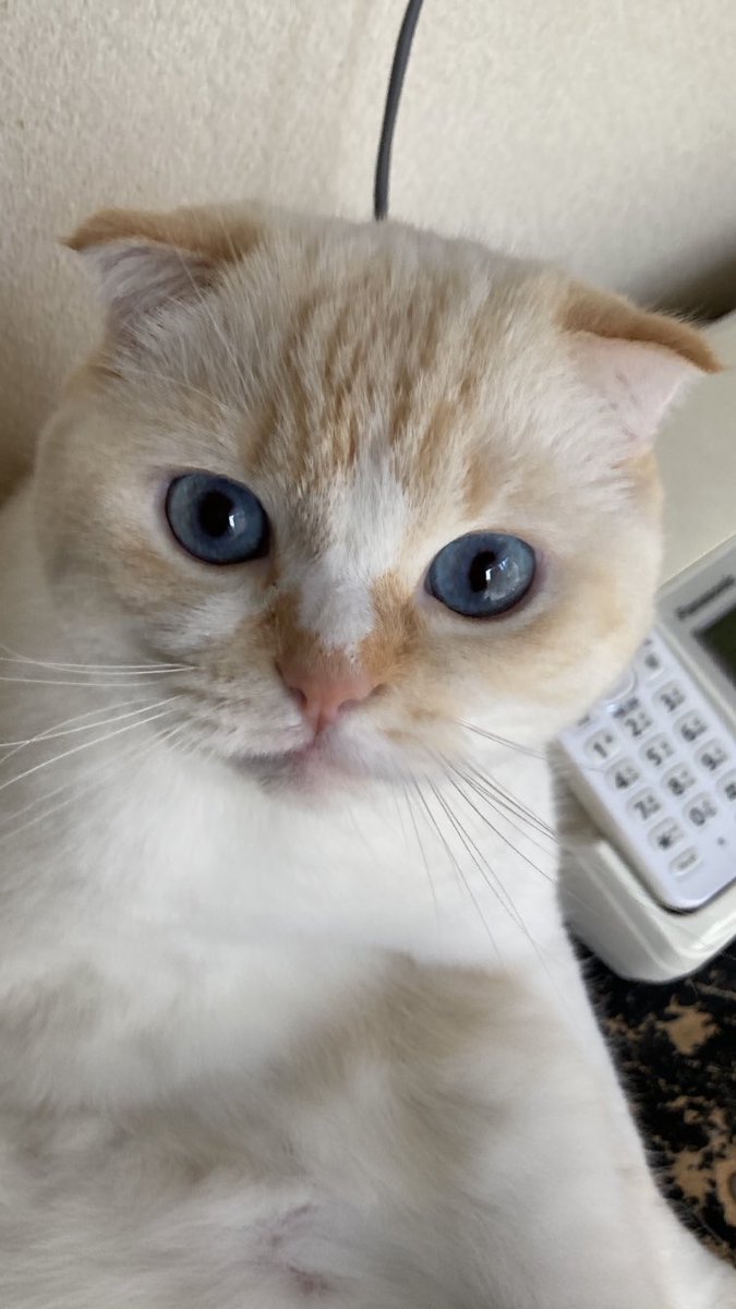 keronorip's tweet photo. #猫の日

ご無沙汰してま〜す🍨🎀🌻🌸 https://t.co/Uoj8gJgMEn