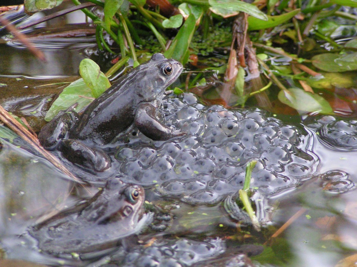 MontWildlife's tweet photo. People are starting to spot frog and toad spawn whilst they are out and about. Don't forget to record your findings through iRecord or LERC Wales @BISBrecon1 . You could even take part in @Freshwaterhabs's #SpawnSurvey
📸Richard Burkmar https://t.co/7uXkTZrTzB