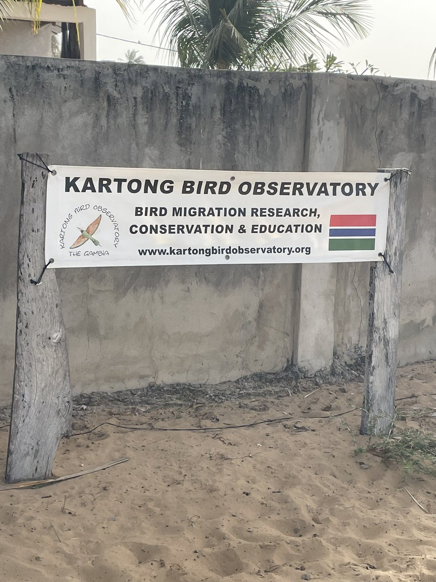 kartongbirdobs tweet picture