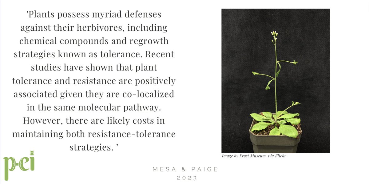 Mesa & Paige, 'Molecular constraints on tolerance-resistance trade-offs: Is there a cost?' Plant-Environment Interactions (2023) doi.org/10.1002/pei3.1… @WileyGlobal @wileyplantsci @wileyinresearch #scopus #molecularbiology