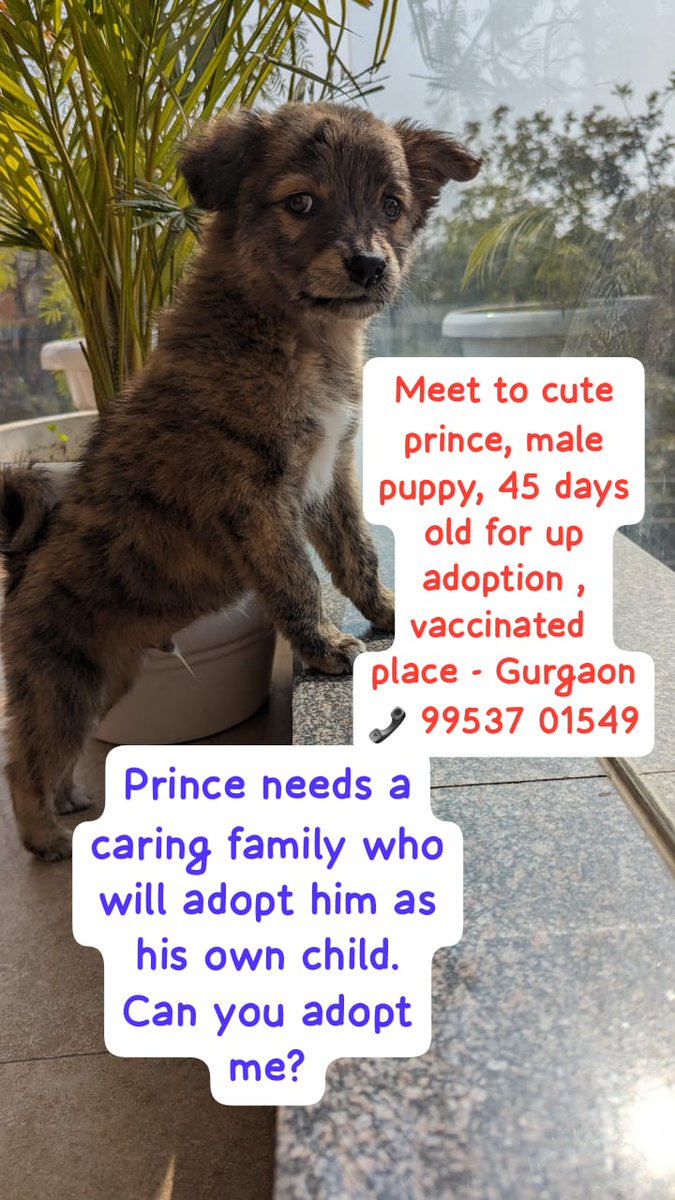 Hello Friends
45 days old puppy for up adoption, he is cute playful and active vaccinated.
Need loving family for cute prince who will take care and love as like their own child.
Location - Gurgaon 
📞9953701549
Pls circulate this post in your links sothat as soon adopt .