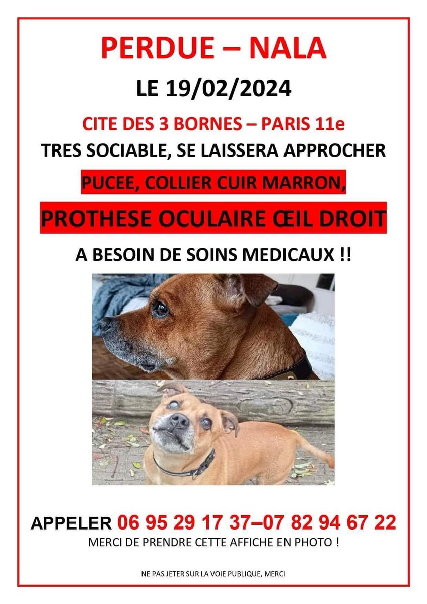 📣📣🆘🆘ALERTE  POUR NALA DISPARUE LE 19/02/24  PARIS XIe ! 
OUVREZ L OEIL SVP 
#chienperdu  #chienvolé #paris11 #dpt75 #IledeFrance