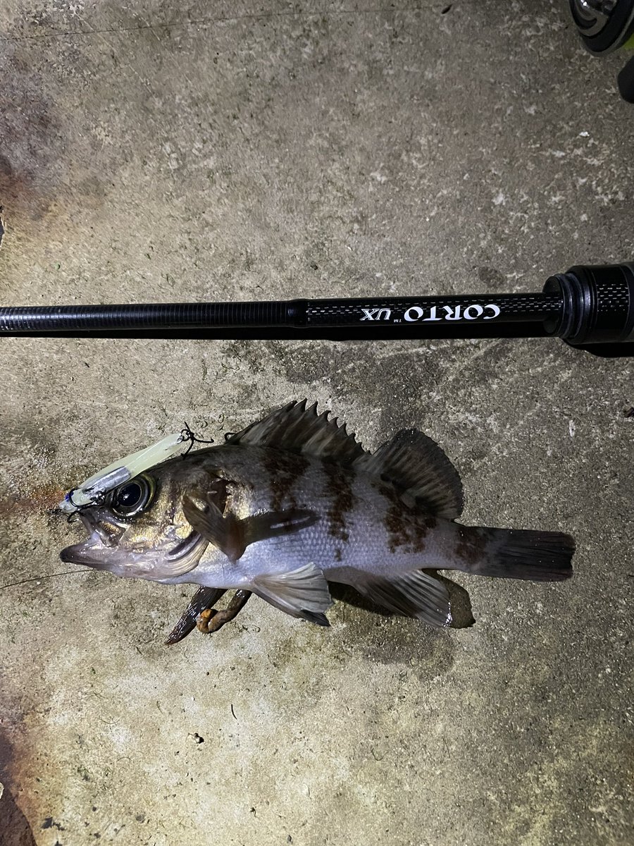 Kh84077733H's tweet photo. 冷たい雨でしたが
小ぶりの魚ですが
活性が高く
楽しめました。
#ClearBlue #PR #アジクト38
#オリムピック #CORTO #23GCORUS-612L-HS
#シマノ #MIRAVEL #サイトレーザー
#サーティーフォー #ジョイントライン
#Tict #LaClip https://t.co/NMMFrZbWkE