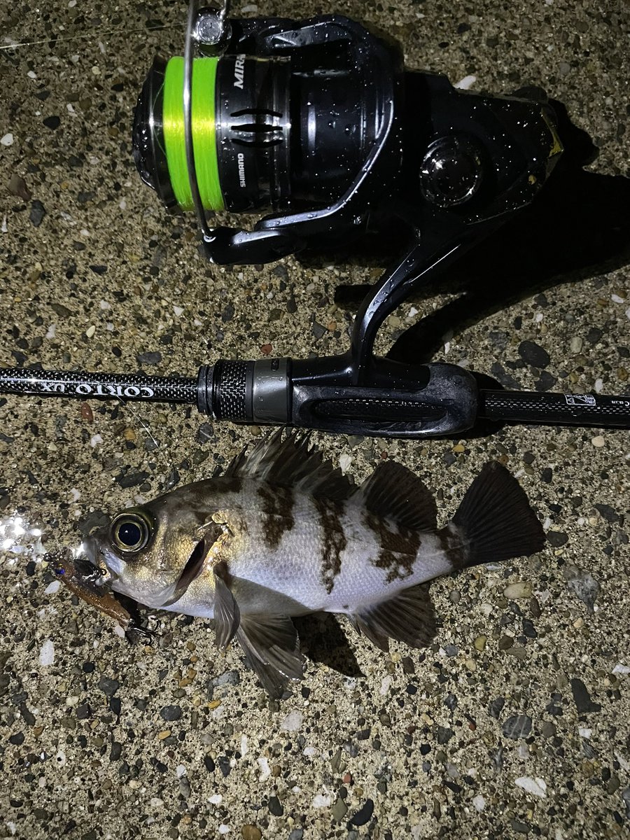 Kh84077733H's tweet photo. 冷たい雨でしたが
小ぶりの魚ですが
活性が高く
楽しめました。
#ClearBlue #PR #アジクト38
#オリムピック #CORTO #23GCORUS-612L-HS
#シマノ #MIRAVEL #サイトレーザー
#サーティーフォー #ジョイントライン
#Tict #LaClip https://t.co/NMMFrZbWkE