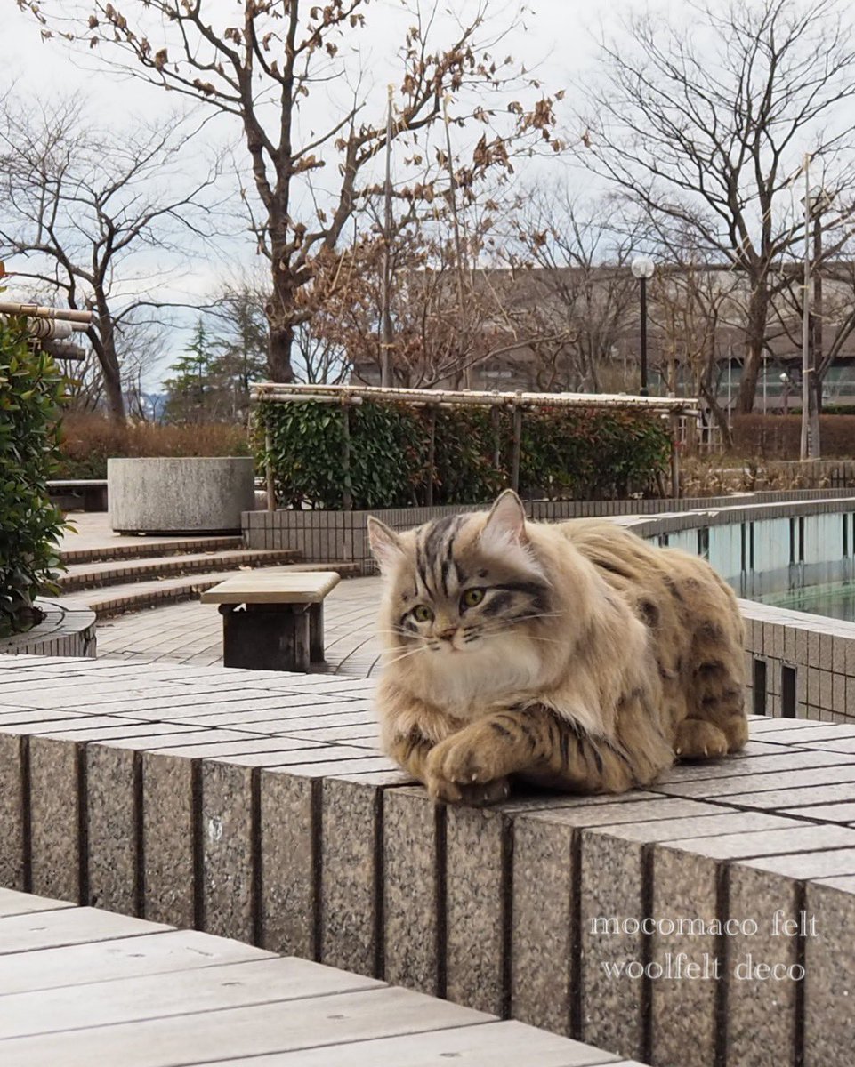 猫の日ってことで羊毛フェルトで猫を作ってみました
#羊毛フェルト #羊毛 #ハンドメイド作品 #猫の日2024 #ねこ #ねこの日