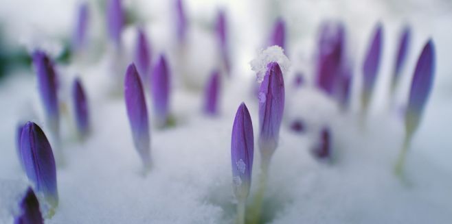 rightplantz's tweet image. Embrace the whispers of winter and prep your garden for spring!  Explore essential February garden tasks for a thriving oasis. From winter care to plant maintenance, let's ensure your garden blooms.  #FebruaryGarden #GardeningTips #GreenThumb
buff.ly/42kqQru