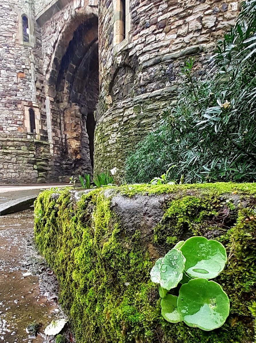 Navelwort or Belly-button Plant or Wall Pennywort (Umbilicus rupestris) growing on The Landgate, Rye. It always looks best in the rain. @Sussex_Botany @SussexWildlife @BSBIbotany