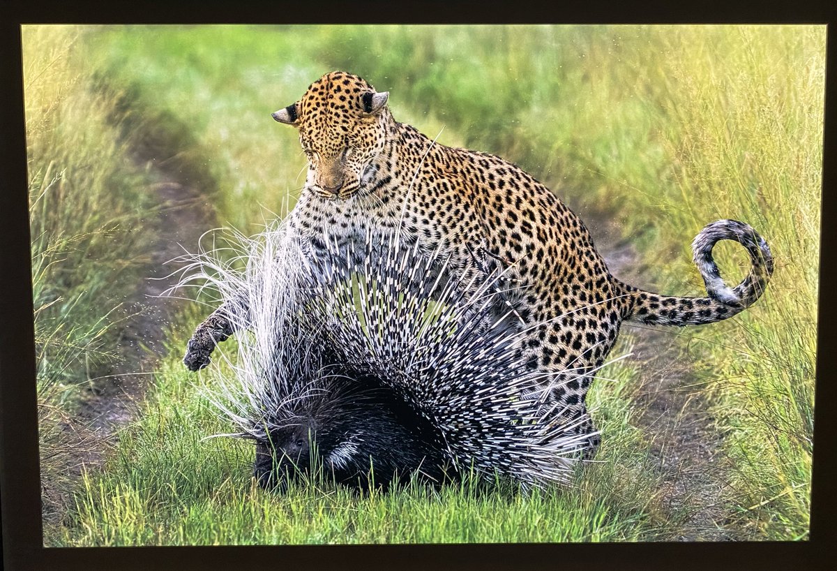 Science Department (@ksbscience) on Twitter photo #KSBBiology and #KSBChemistry L6th pupils also had the chance to look around the <a href="/NHM_WPY/">Wildlife Photographer of the Year</a> exhibition too. Incredible images showcasing many aspects of wildlife from animal behaviours to human impacts. #KSBQuality #KSBBiology and #KSBChemistry L6th pupils also had the chance to look around the <a href="/NHM_WPY/">Wildlife Photographer of the Year</a> exhibition too. Incredible images showcasing many aspects of wildlife from animal behaviours to human impacts. #KSBQuality