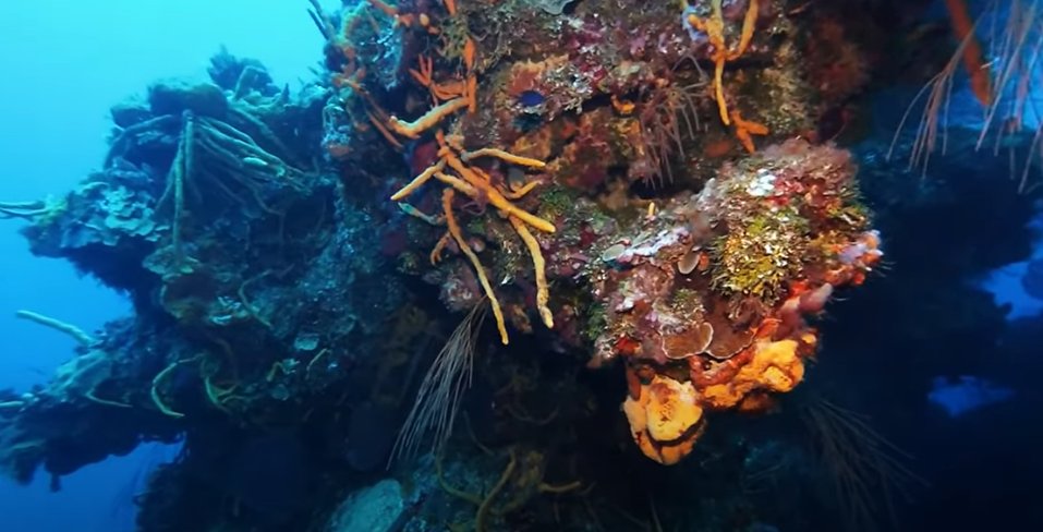 🐠 Dive Site: Palancar Horseshoe 📍 Cozumel, Mexico 📸 TSD user ‘North Diver’ 👉thescubadirectory.com/divesiteprofil… #Cozumel #Mexico #coral #reef #ScubaDivingMag #PADI #paditv #scubadivelife #scubadive #scubadiving #divelife #scuba #dive #diving #divetrip #divetravel #scubatravel