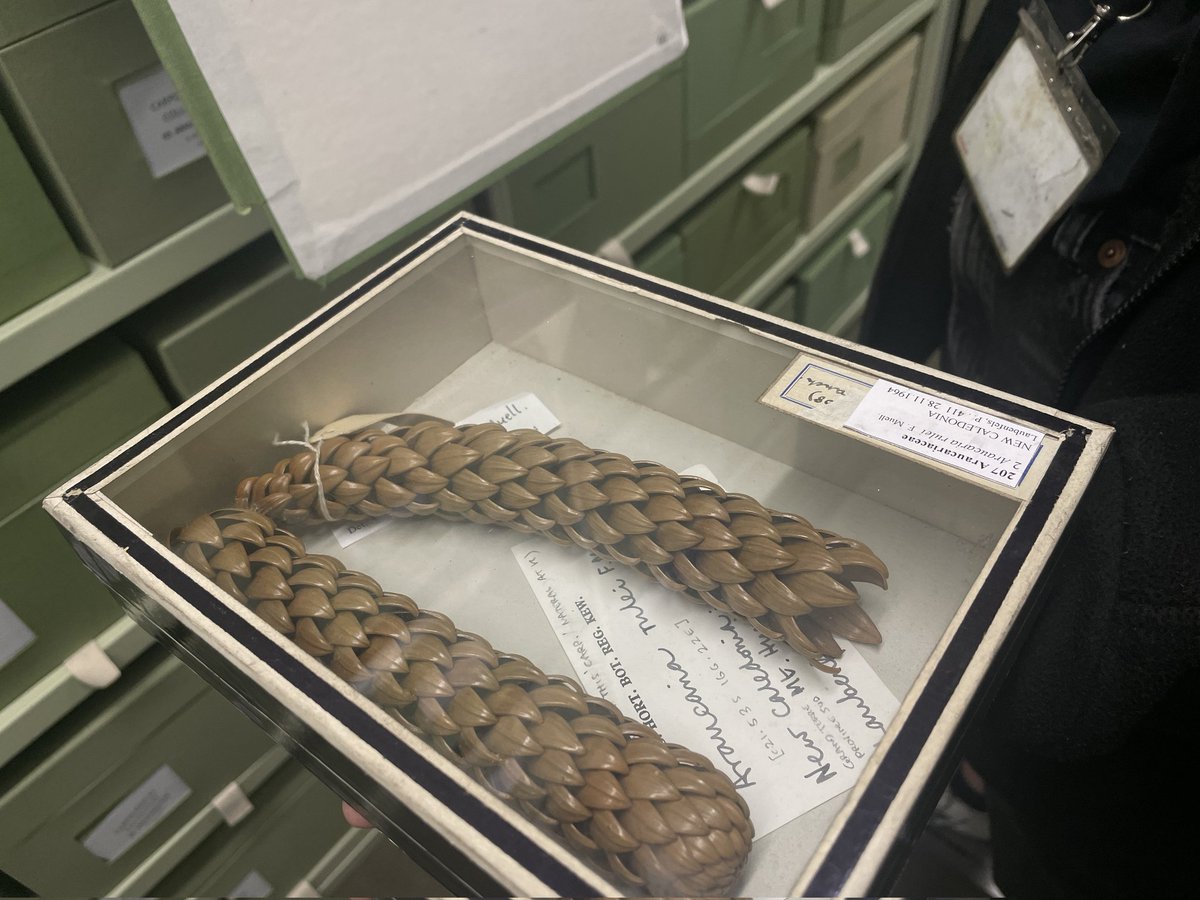 Nina Davies tweet media