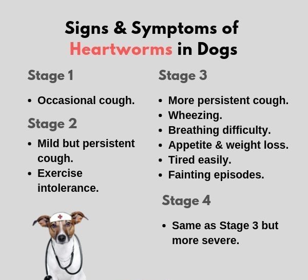 Heartworm disease is a serious disease that results in severe lung disease, heart failure, other organ damage, and death in pets, mainly dogs, cats, and ferrets. #Puprise #petstore #petparents #petsupplies #petlovers #petfood #petfood #petfriendly #petscorner #petsofinstaworld