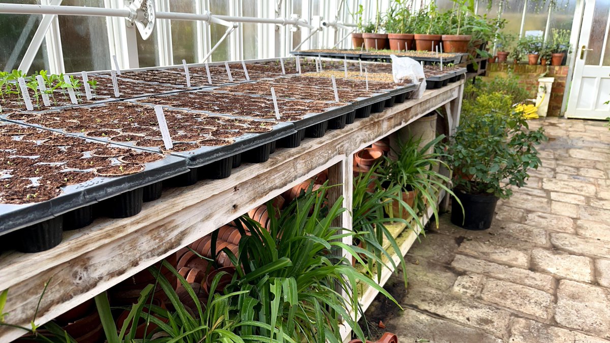 FarringfordIOW's tweet photo. Exciting to see the seedlings in the greenhouse #seedlings #garden #flowers #cosmos #sweetpeas #greenhouse #warm #dry #germinating  please share to fellow gardeners :-) https://t.co/xHfyIRAiWt