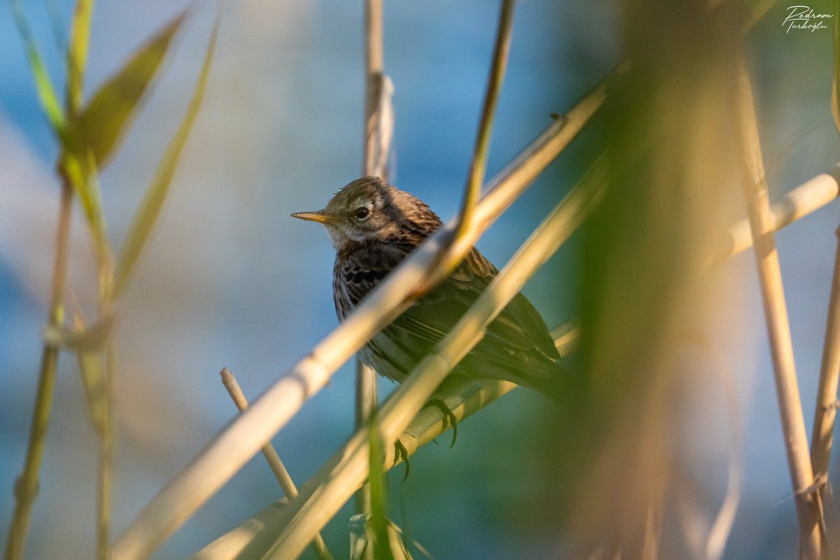 Sazlıkların arasındaki bir dağ incirkuşu (Anthus spinoletta). Kuyruksallayangillerde sınıflandırılan bu tür, beyaz renkteki kaş tüylerine ve kahverengi çizgilenmelere sahip orta boyutlu bir ötücüdür. Karataş, Adana’daki Tuzla sulak alanından.