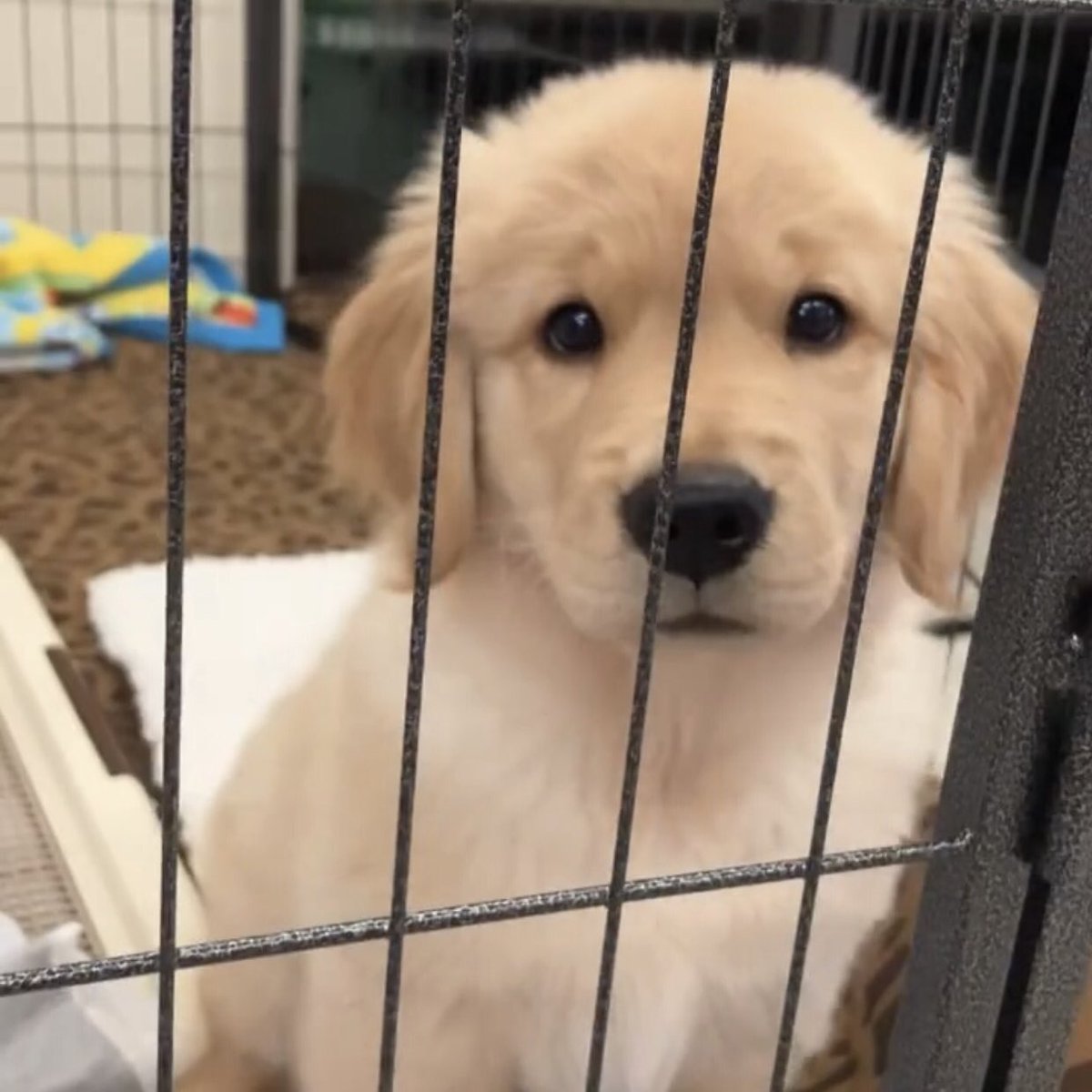 takemybear 🐶 tweet media
