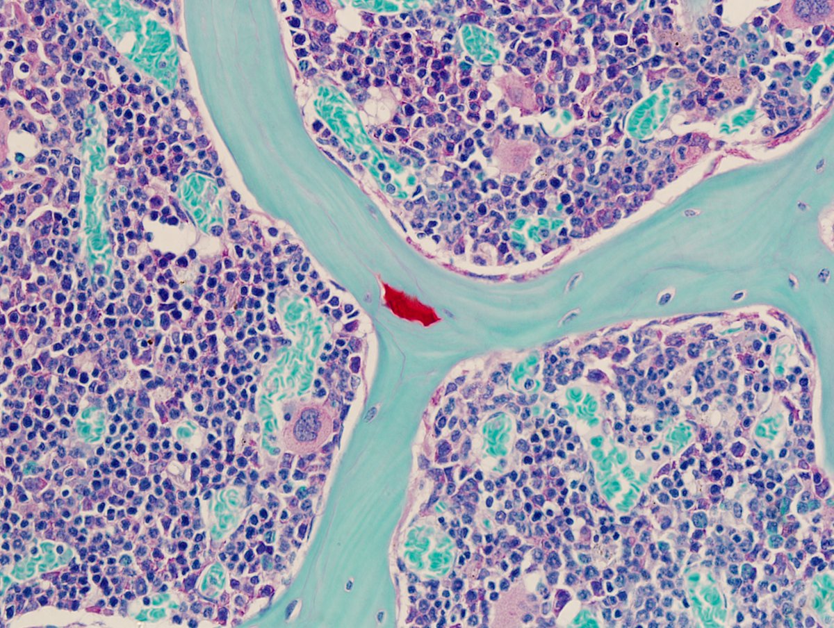 OACentreOxford's tweet image. Science is art 🙂 @OACentreOxford  @KirOxford #Science #bioart #histology #art