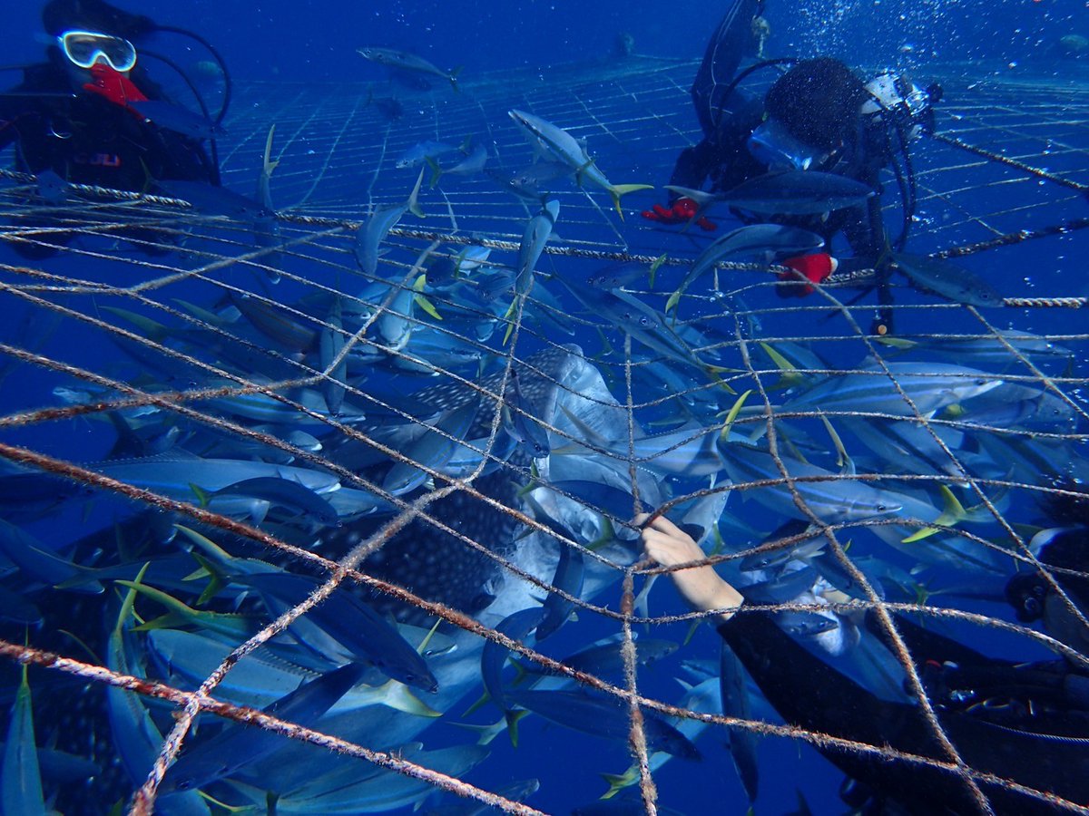 沖縄でジンベエと会ってきました。とても楽しかった〜
#沖縄旅 #トップマリン残波 #ジンベエザメ #ダイビング