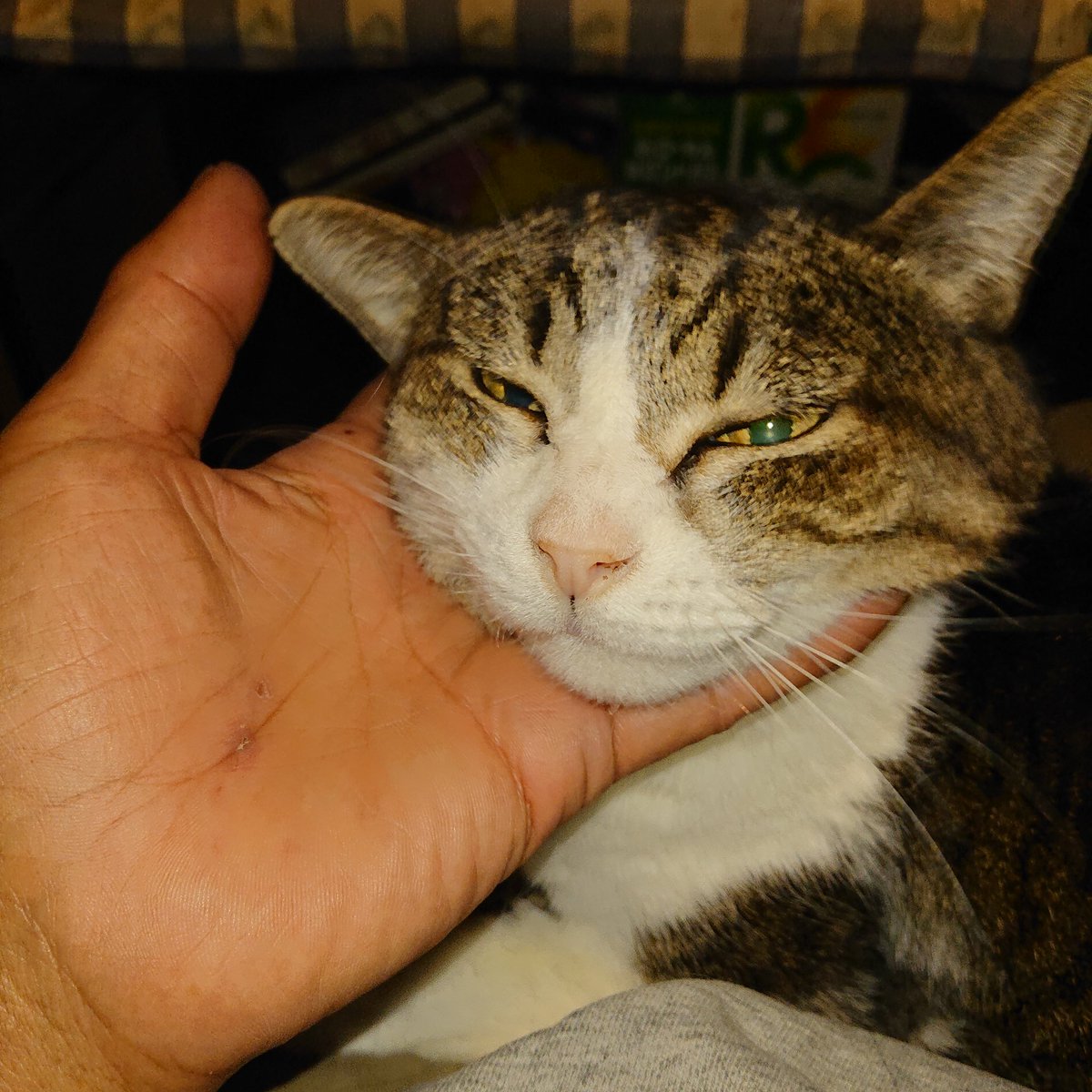 denki69com's tweet photo. ２月22日はヌコの日🐱
ウチの娘ですが。

#猫の日 
#ねこの日 https://t.co/CJElC8ZXav