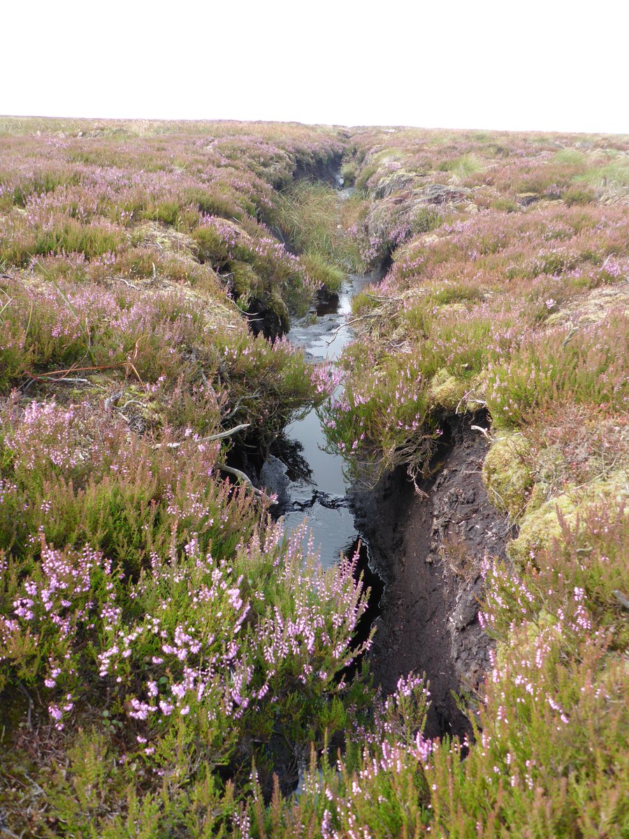 Yorkshire Peat Partnership - follow us on Bluesky tweet media