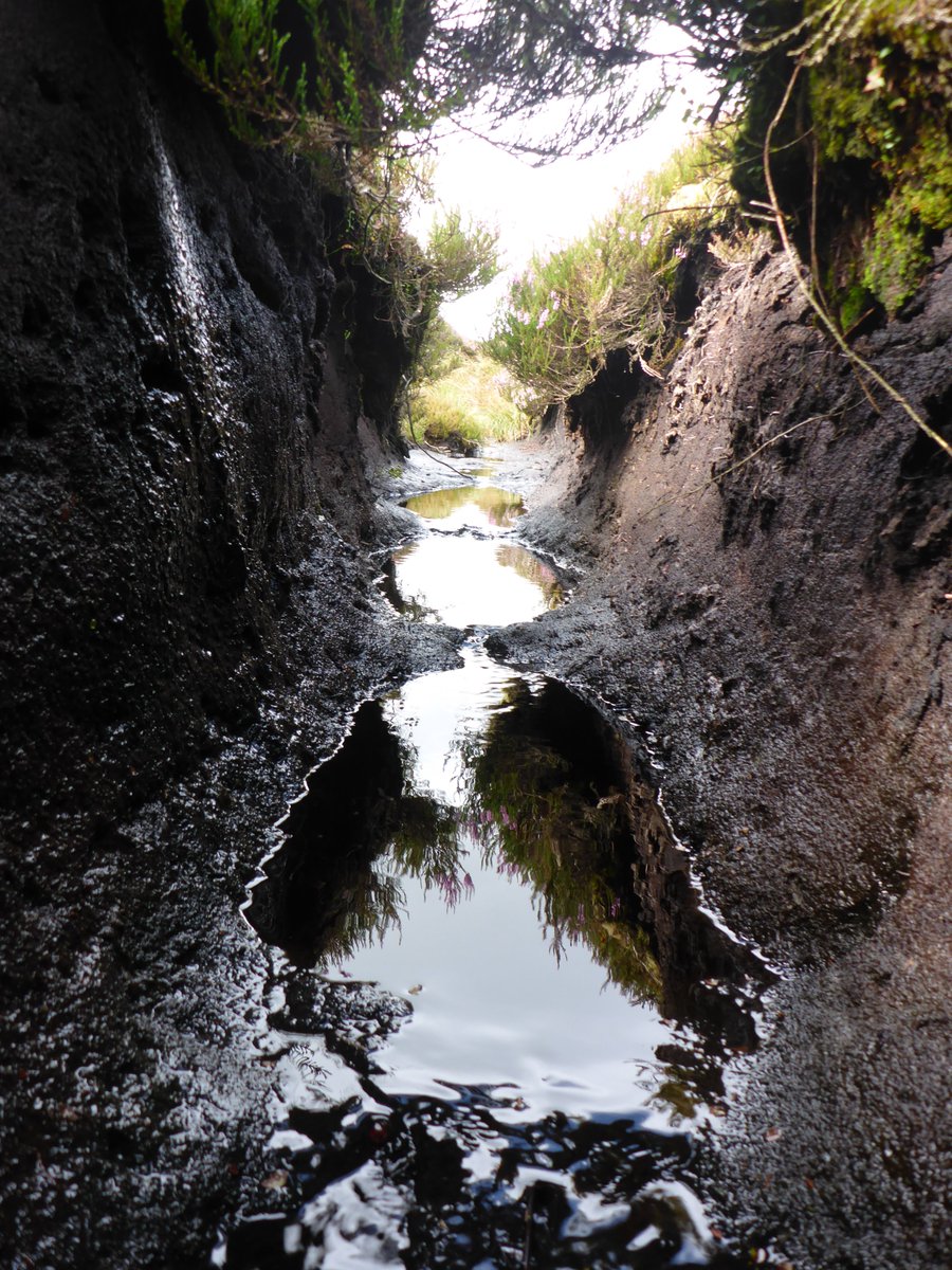 Yorkshire Peat Partnership - follow us on Bluesky tweet media