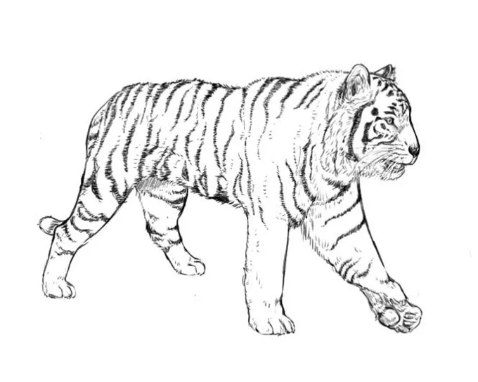 猫の日なので、数年前に描いたネコ科の動物と、キャットの名を冠するマングース科の動物を再掲しときます🐈 