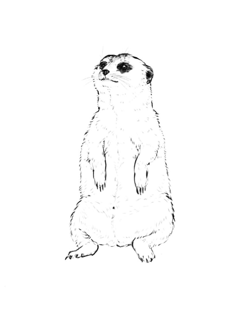 猫の日なので、数年前に描いたネコ科の動物と、キャットの名を冠するマングース科の動物を再掲しときます🐈 