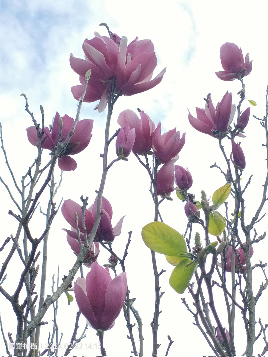ChienSpina's tweet photo. 春天的巨石花園。繁花美不勝收 https://t.co/oFmneKnlkH