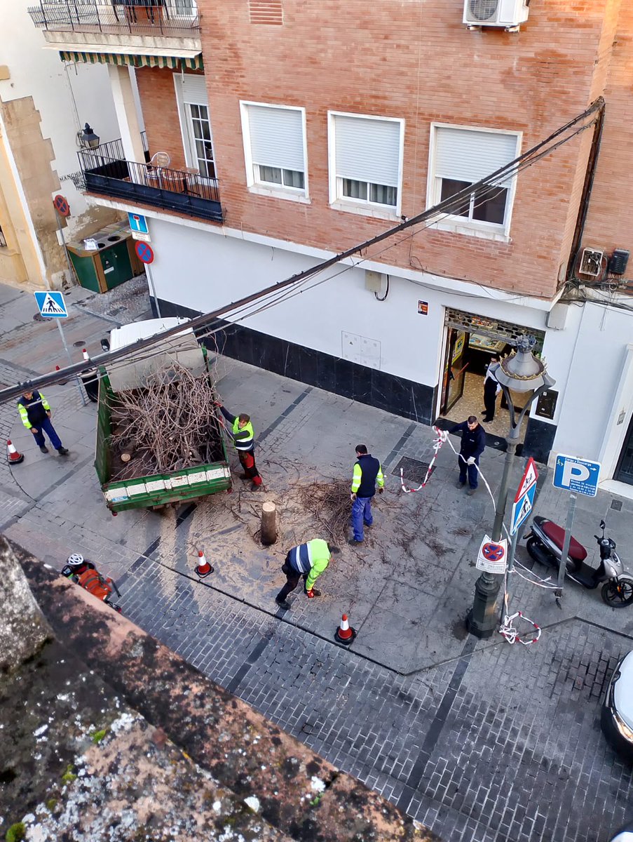 ArbolDefensa's tweet photo. Salvajada en El Realejo @MRuizMadruga poda absurda y tala, eliminación de árboles, porque al parecer molestan a las procesiones @jmbellidoroche ¿Capital verde europea? Ceses y dimisiones están tardando https://t.co/Oudb9VAfgV