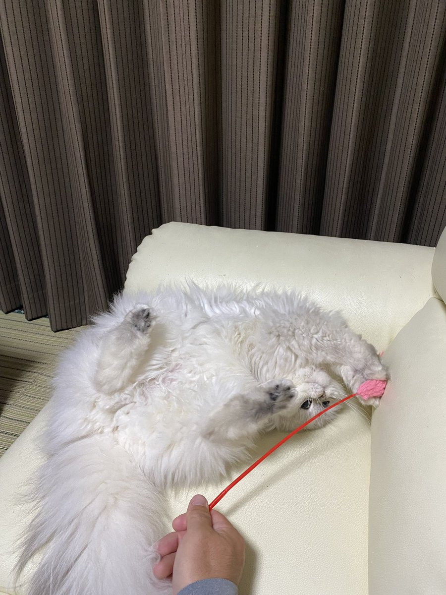 猫の日らしいので