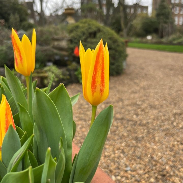 Exciting announcement - March ticket offer! Entry will be £5 on Mondays and Tuesdays in March 2024. 🎫 Come and explore the Garden as it bursts into life this March. 🌞🌷 Book in advance on our website, or buy at the Garden on the day. #London #visit #Chelsea