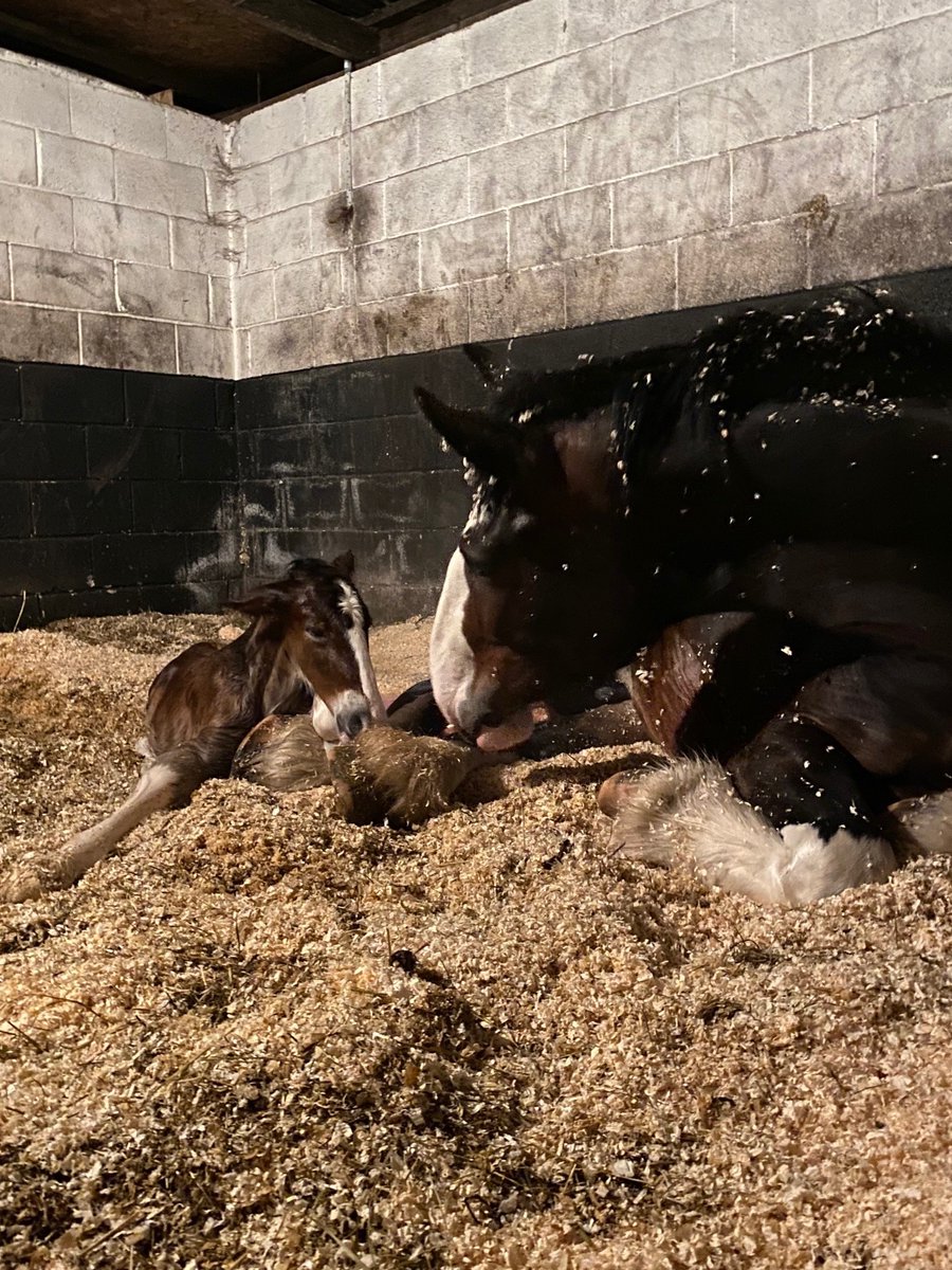 RavenhallRural's tweet photo. #FoalWatch is back!

This year, not only is Nathalie's #MaidenMare, Izzy expecting a foal in March but #ShireMare Lacey is expecting too!
Lacey is 4 years old, and this will be her first pregnancy.

Stay tuned over the coming weeks to see these beautiful foals arrive.
#HorseLife https://t.co/MdEyTbPxDS
