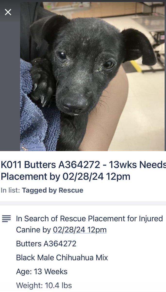 $5 Fri sneak peak! We saved puppy Butters! On death row for pelvic fracture! Just a puppy, he leaves the shelter for our vet today. More ta come tomorrow 🥳💜 rescuecoop.org/donate